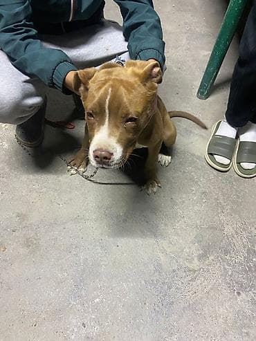 леопардовая кошка цена: Питбуль, 4 месяца, Самец — 5