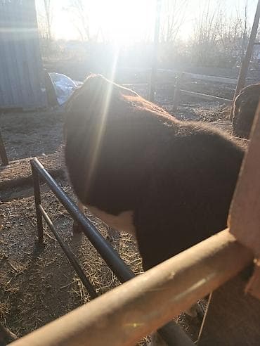 домик для птиц: Продаю | Тёлка | На откорм — 4