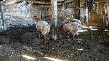 Айыл-чарба жаныбарлары: Сатам | Кочкор (эркек) — 3