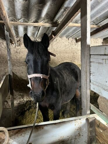 Жылкылар, аттар: Сатам | Бээ (ургаачы) | Союуга — 3