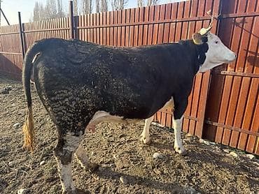 Аквариумы: Продаю | Корова (самка) | Симментальская | Для молока — 2