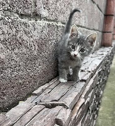 кошка кот: Отдадим котят в добрые руки, серая девочка 3-3,5 месяца. Полосатый — 2