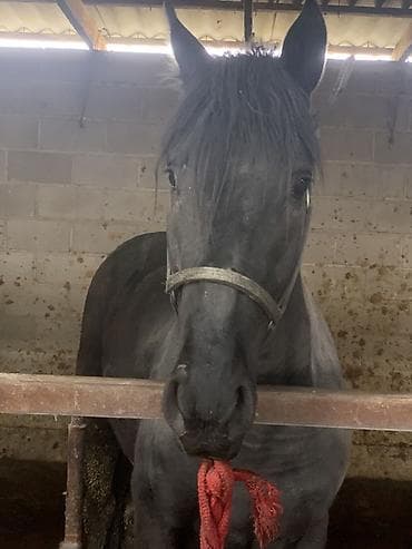 чистокровный английский: Продаю | Жеребец, Конь (самец) | Английская | Для разведения, На забой — 2