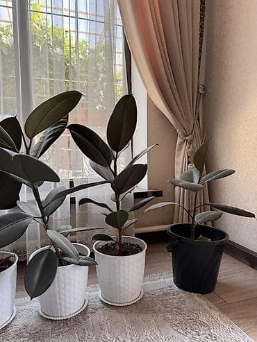 комнатные цветы оптом бишкек: Фикус эластика (Ficus elastica, каучуконосный) в декоративных кашпо — 1