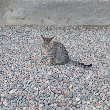 британская кошка золотая шиншилла: Полосатый котёнок (серый табби) - Окрас: серый тигровый табби с — 1