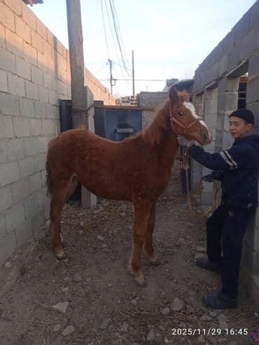 купить собаку для охоты: Продаю | Жеребенок | Рабочий — 2