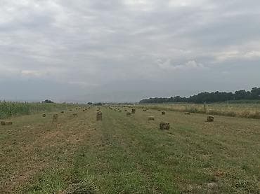 Сено в тюках, с поля, сухое под дождь не попадало.250 штук