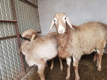 абиссинская кошка бишкек: Продаю | Ягненок, Баран (самец) | Арашан — 5