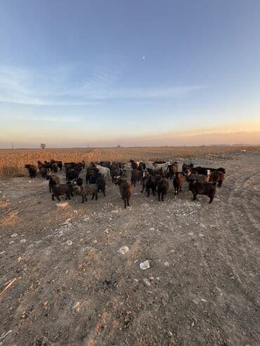 куда можно отдать кошку в бишкеке: Продаю | Коза (самка), Козёл (самец), Козлёнок | Полукровка | Для разведения — 2