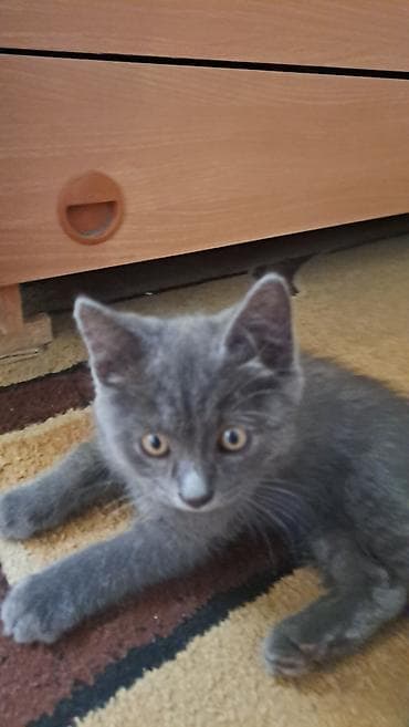 Кошки: Британский короткошёрстный котёнок (серый/blue). МАЛЬЧИК, 2 МЕСЯЦА — 1