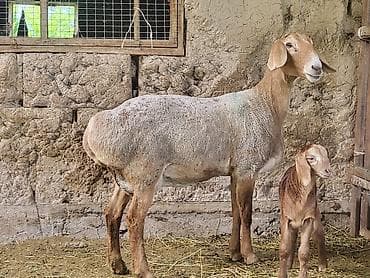 американская короткошерстная кошка купить: Продаю | Овца (самка) | Для разведения | Матка — 3