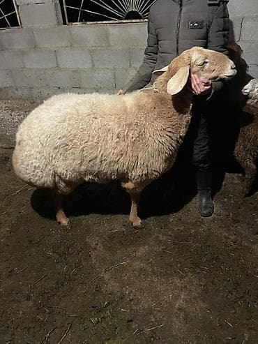 летучая мыш: Продаю | Овца (самка) | Арашан | Для разведения | Матка — 2