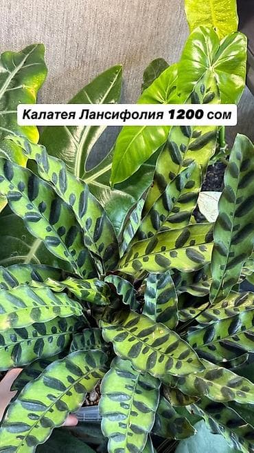 Комнатные растения в горшках, самовывоз Маевка, могу отправить через — 5