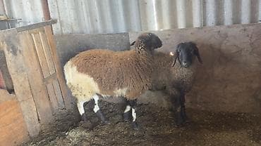 Продаю | Овца (самка), Ягненок | Полукровка | На забой, Для разведения, Для шерсти