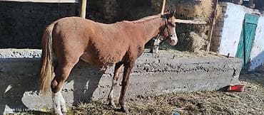 карова бычок: Продаю | Жеребенок | Рабочий — 3
