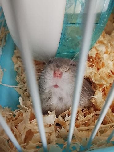 продаю саман: Джунгарский хомяк с полным комплектом для содержания. В комплект — 1