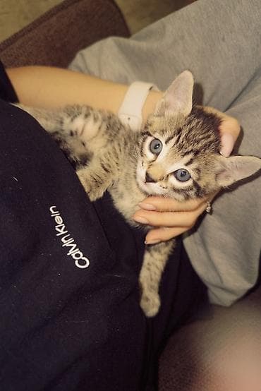 Другие животные: Котёнок полосатый (серо-коричневый табби) с белой грудкой и животиком — 10