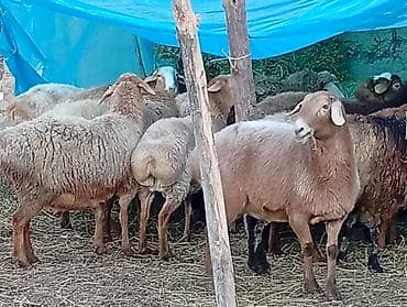 ат башы там сатылат: Сатам | Ургаачы кой (ургаачы), Кочкор (эркек) | Арашан — 1