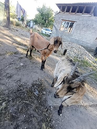 кролики крольчата: Продаю | Коза (самка) | Зааненская — 4