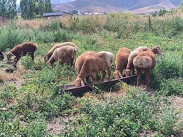 собаки самки: Продаю | Баран (самец) | Арашан — 1