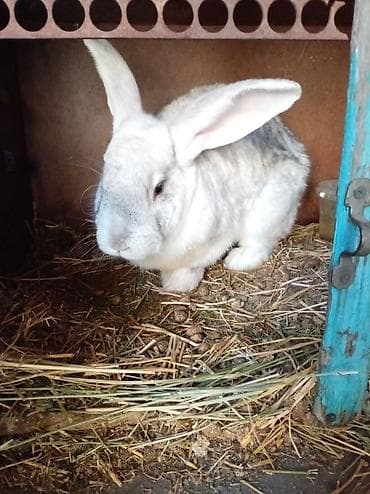 собаки сокулук: Сатам | Ургаачы коен | Аппак бакма коен | Көбөйтүү үчүн — 5