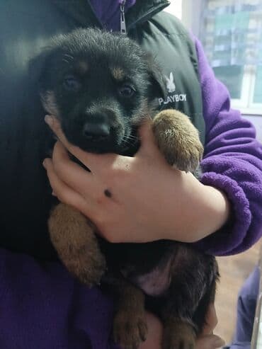 карманная собака: Немецкая овчарка, 1 месяц, Самец — 4