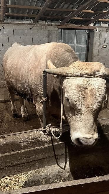 корым: Продаю | Бык (самец) — 7