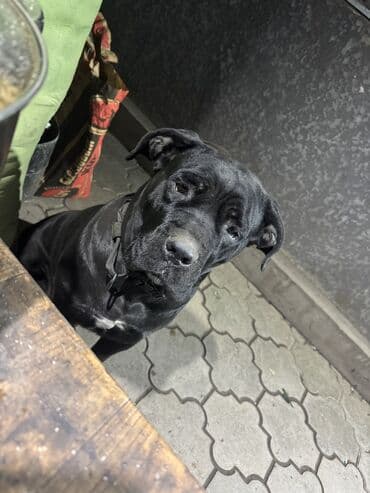 щенок дратхаара: Кане-корсо, 1 месяц, Самец, С прививкой — 10