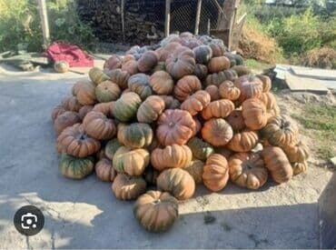 Тыквы крупноплодные, сорт типа «гитара/мускатная» (приплюснутой