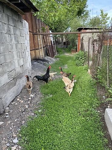 фазаны цыплята: Продаю | Куры, Петух | Дакан | Для разведения, Несушки, Для боев — 5