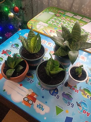 Сансевиерия (Sansevieria, тещин язык) в горшках. - Разные размеры