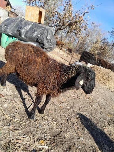 Аквариумдар: Сатам | Ургаачы кой (ургаачы) | Көбөйтүү үчүн — 2