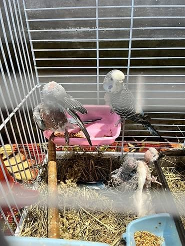 купить орла птицу: Продаю птенцов волнистого попугая хорошо приучаются — 2