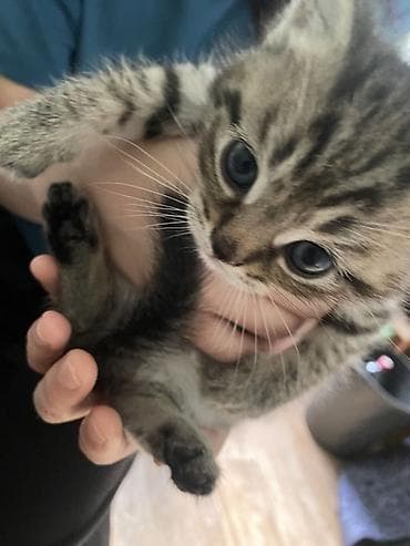 пит: Полосатый котёнок, классический тигровый окрас табби: мягкая плюшевая — 3