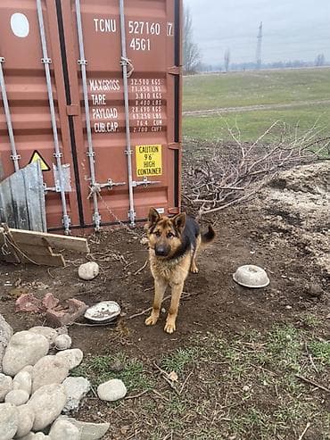 Аквариумдар: Немецкая овчарка, 2 жаш мал айдайт срочно сатылат 🚨🚨 — 3