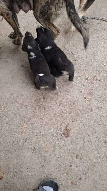 Зоотовары: Собака даром: 1 месяц, Самка — 3