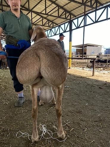 жаны асый: Сатам | Кочкор (эркек) | Гиссар | Көбөйтүү үчүн | Асыл тукумдуу — 4