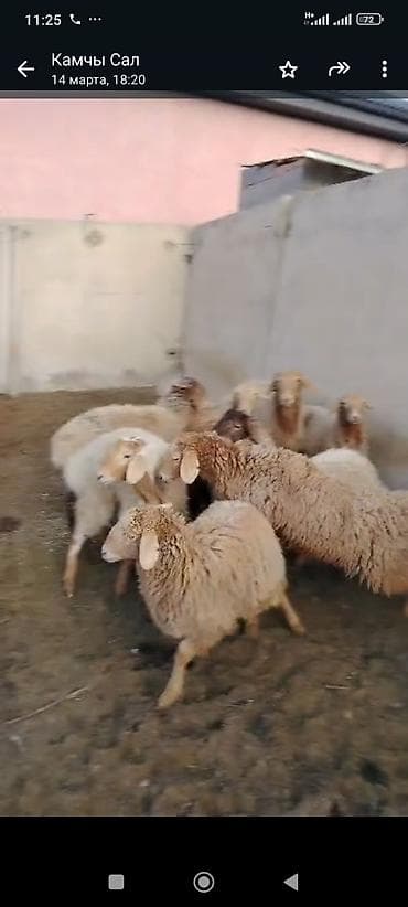 Индюки: Продаю | Овца (самка) | Для разведения | Матка — 4