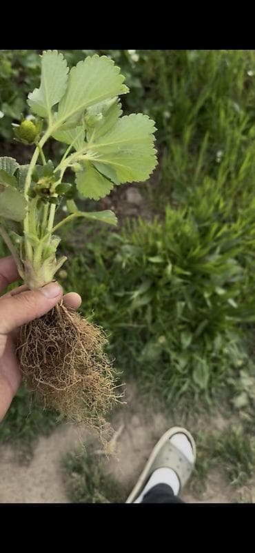 инкубационный яйцо куриное: Альбион саженцы.
Альбион кочот.
Копанка Альбион Срочно — 4
