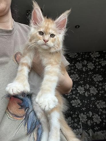 куплю хомяка с клеткой: Мощные эксклюзивные котята куны Мейн Куны с полным пакетом документов — 7