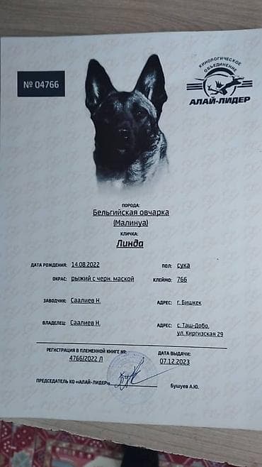 Ветеринар кызматы: Бельгия овчаркасы, 3 айлык, Ургаачы, Ит тегин тастыктоочу документ — 8