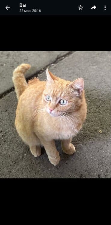 объявления о найденных животных: Жоголгон : Породасыз, Ургаачы, Кызгыл сары — 1