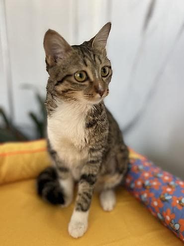 Находка и пропажа кошек: Кошка даром: Беспородная, 8 месяцев, Девочка, Кастрирована, Приучена к лотку, Проглистована — 5