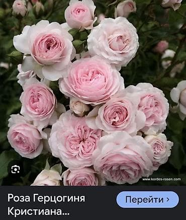 Саженцы цветка: Розы, Платная доставка, Самовывоз