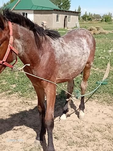 машинка для животных: Продаю | Жеребенок — 2