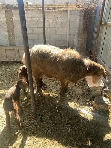 куры живые: Продаю | Овца (самка) | Для разведения | Матка — 4