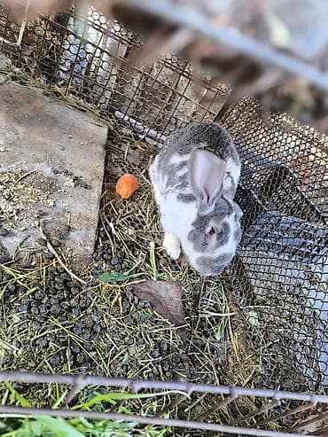 маленький кролик: Продаю | Кролик самец | Для разведения — 2