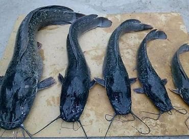 кукуруза початках: Африканский сом малёк — 2