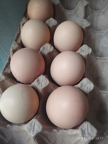 аям семани: Брама тоокторунун жумурткасы сатылат. Чистая брама. Самовывоз или — 3