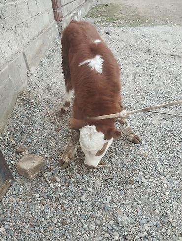 коровы сементал: Продаю | Тёлка | Симментальская | На откорм | Привязанные — 1